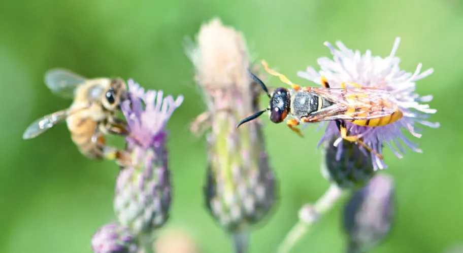 132ul_Schneider_Wildbienen_9783258084725_(c)Jrg_Schneider